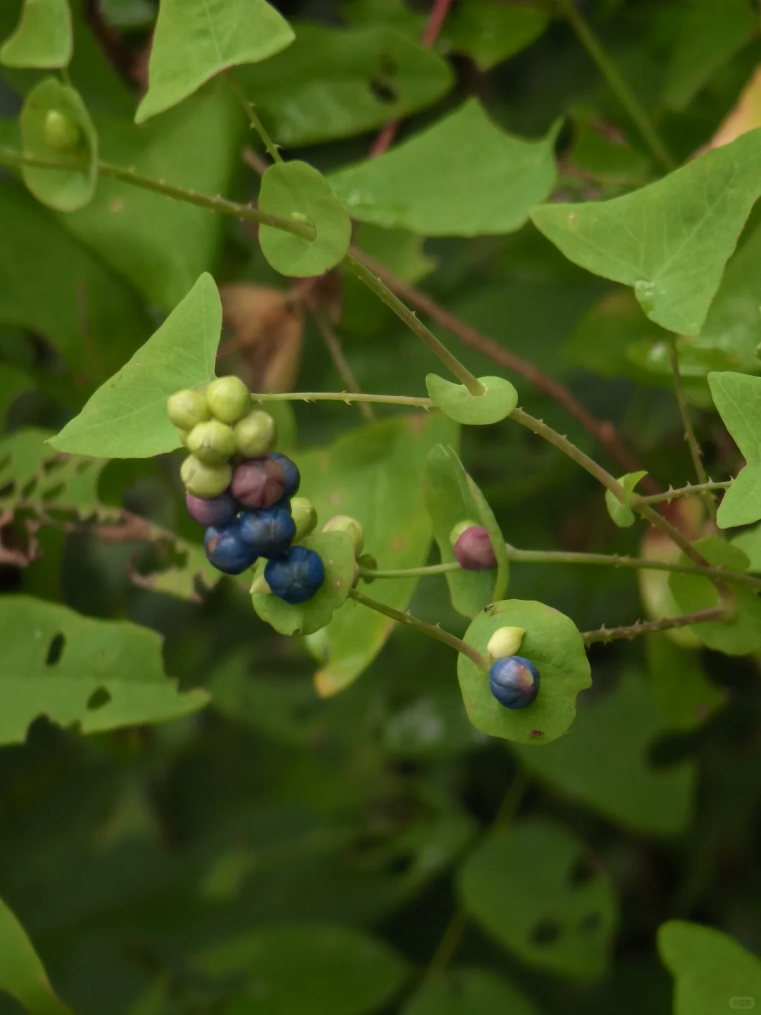 杠板归~确实怪妖艳的