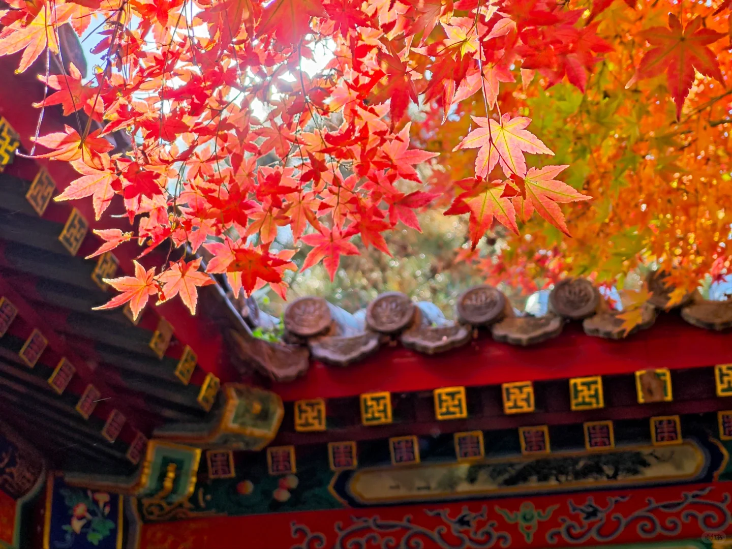 北平之秋，这颜色妖艳的完全不用加滤镜