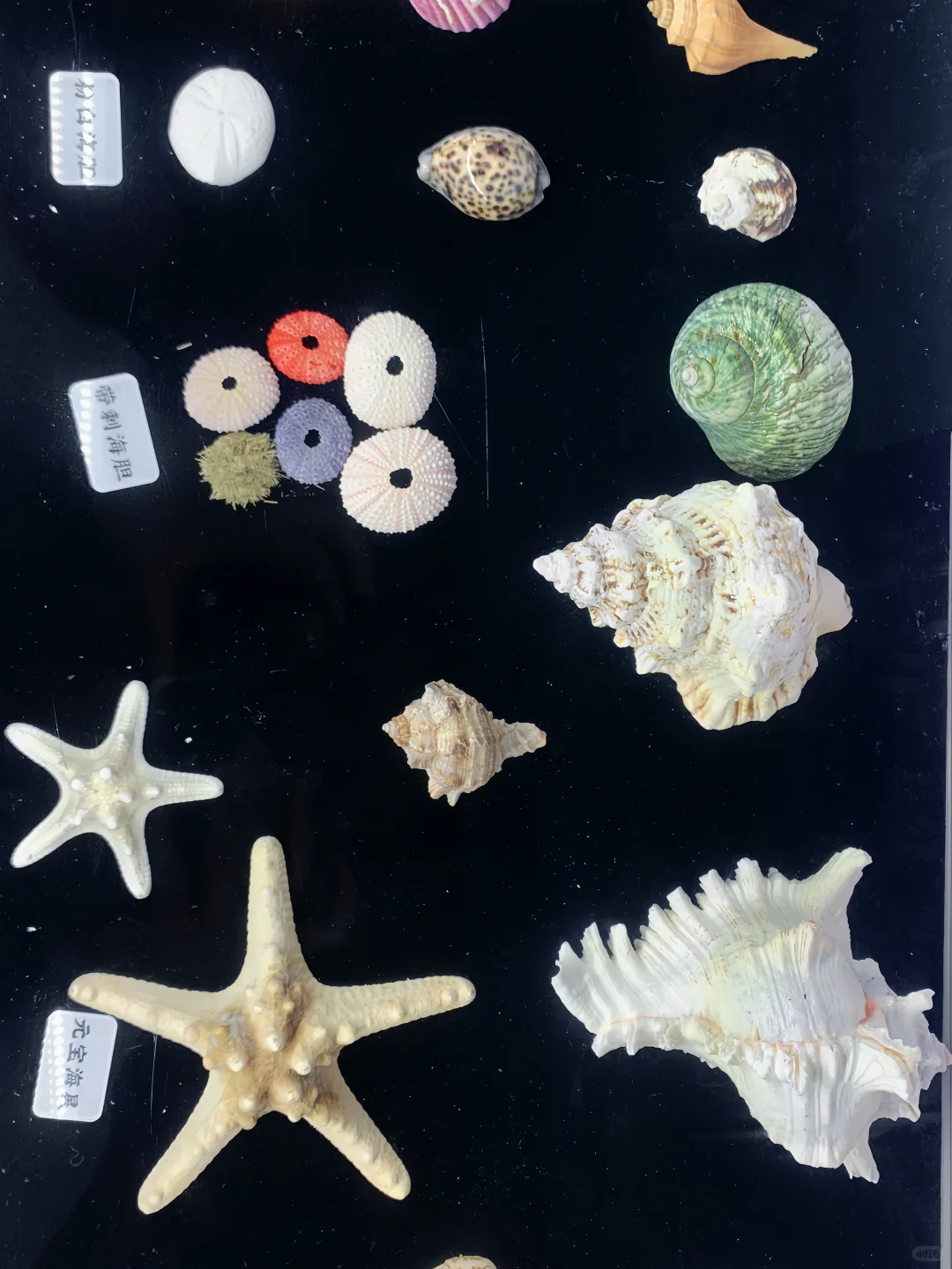 ISFJ 03女大｜当我开始享受我的大四校园生活