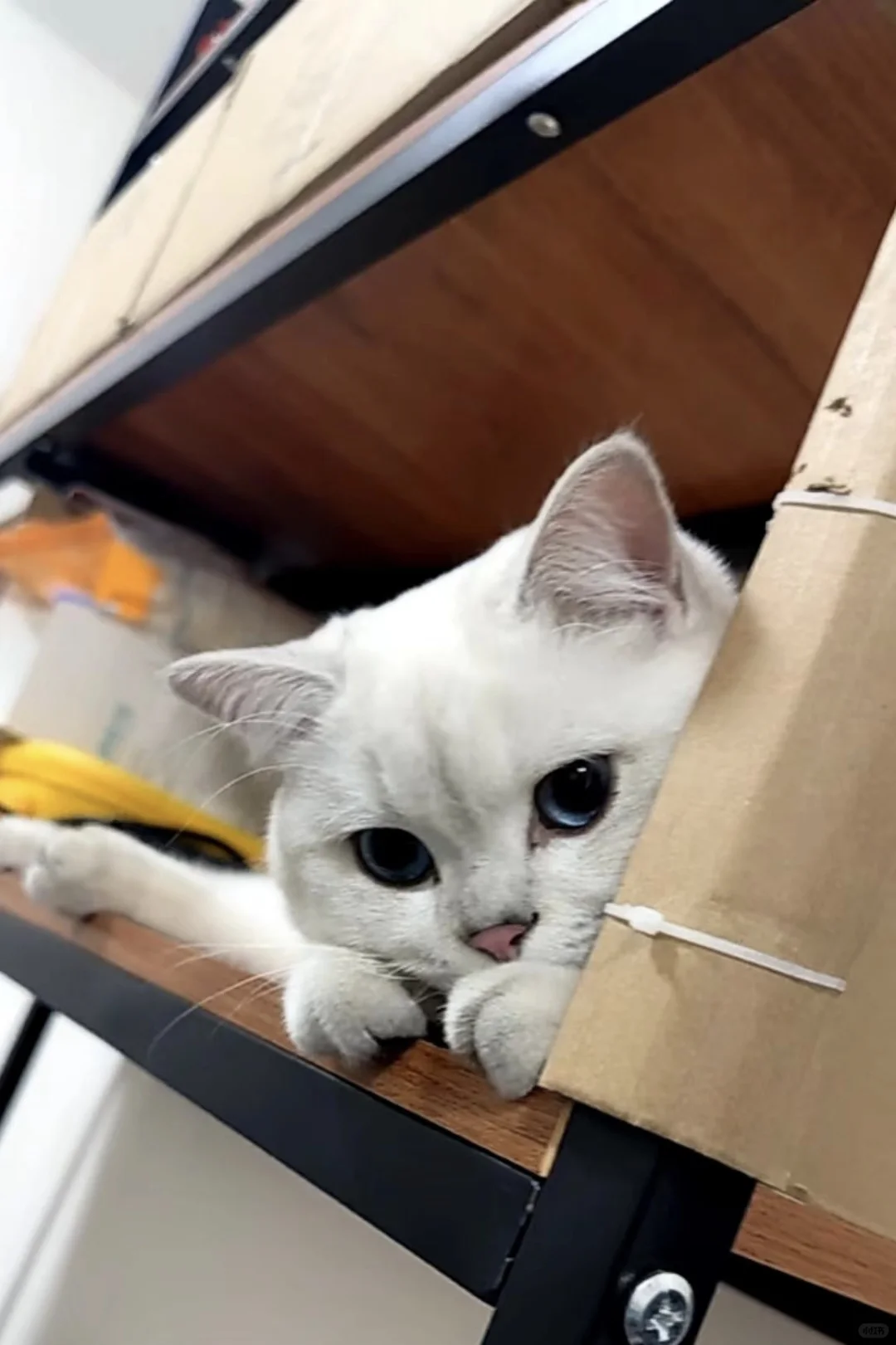 媚眼如丝→鬼迷日眼