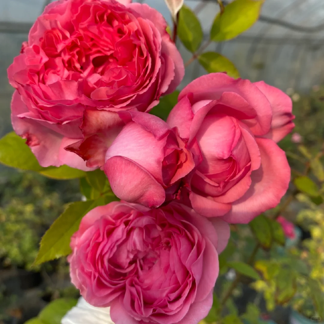 随手拍#伊芙妖艳