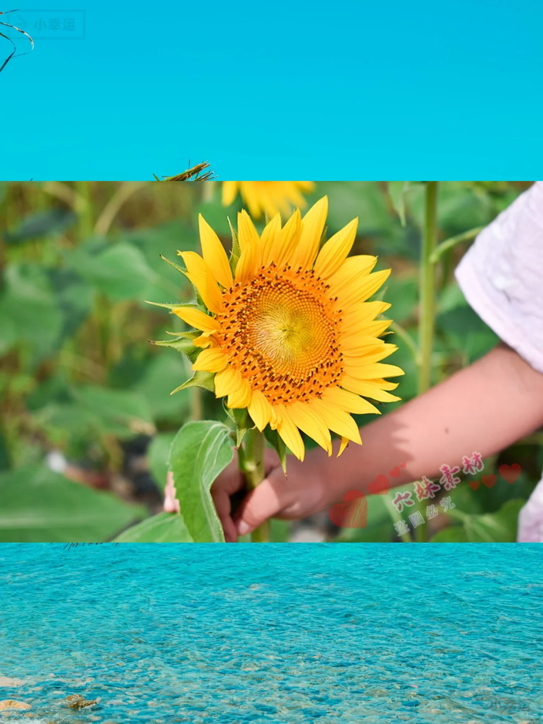 4K高清向日葵图片素材下载绝美花海壁纸