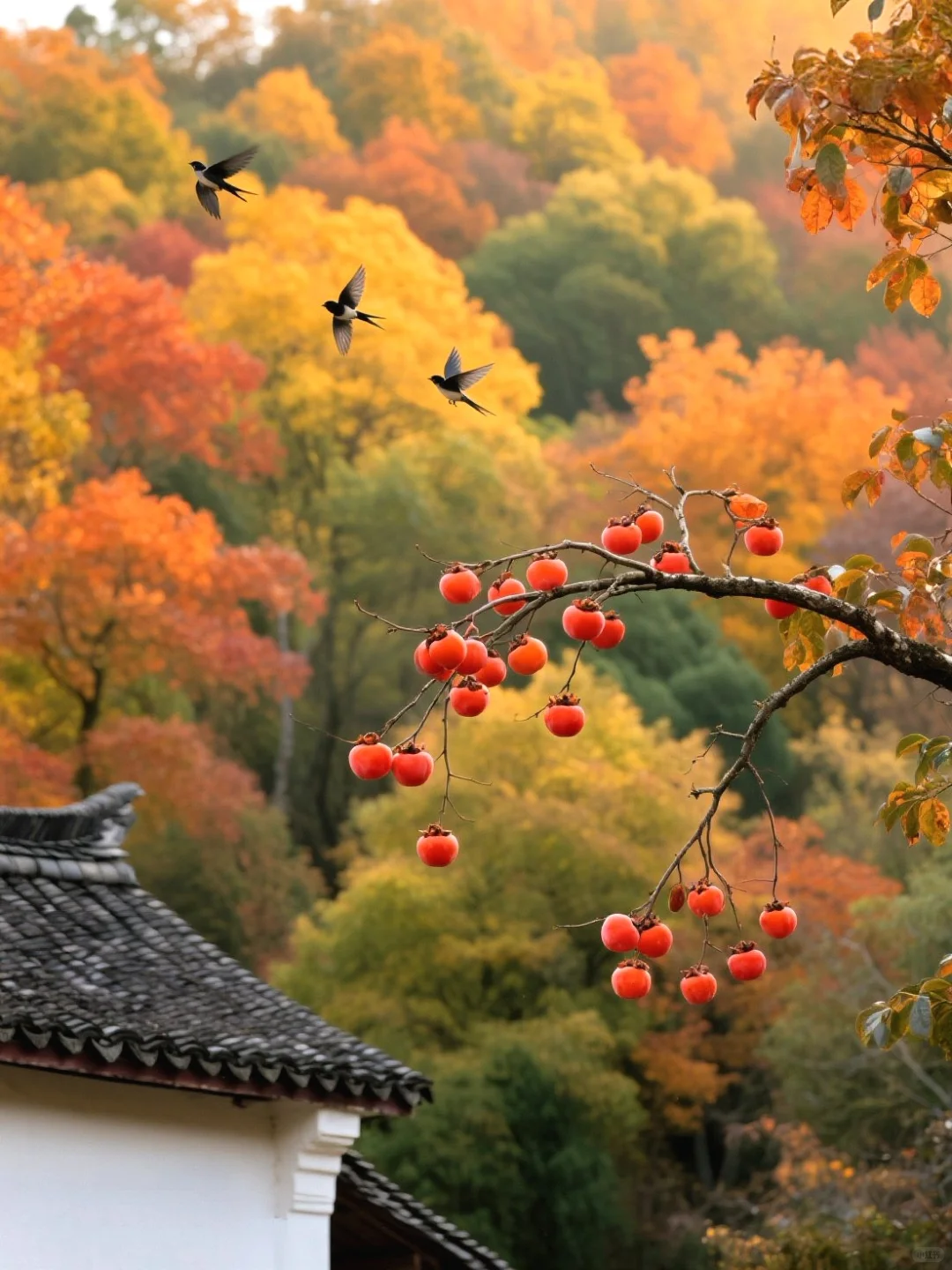 柿柿如意、早安。