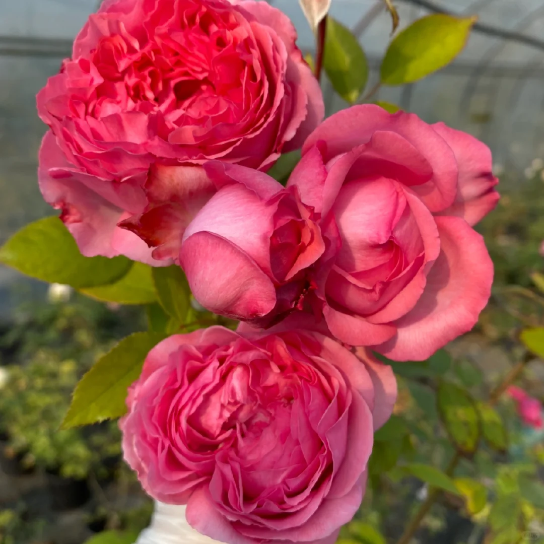 随手拍#伊芙妖艳