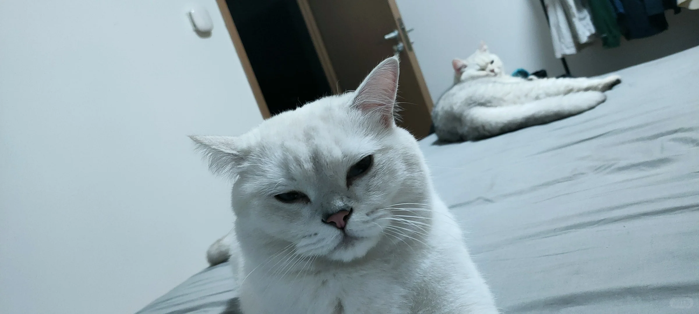 媚眼如丝→鬼迷日眼