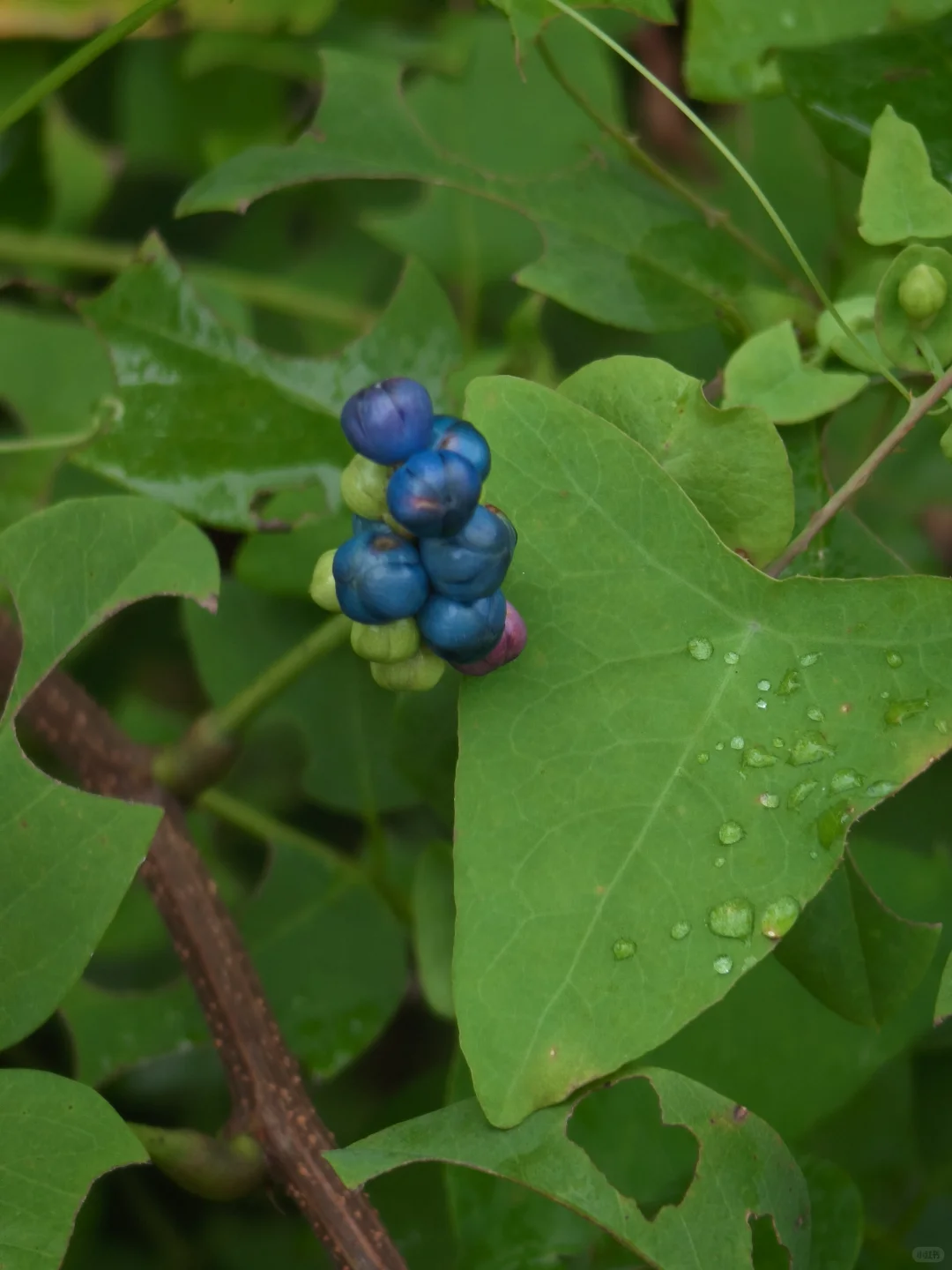 杠板归~确实怪妖艳的