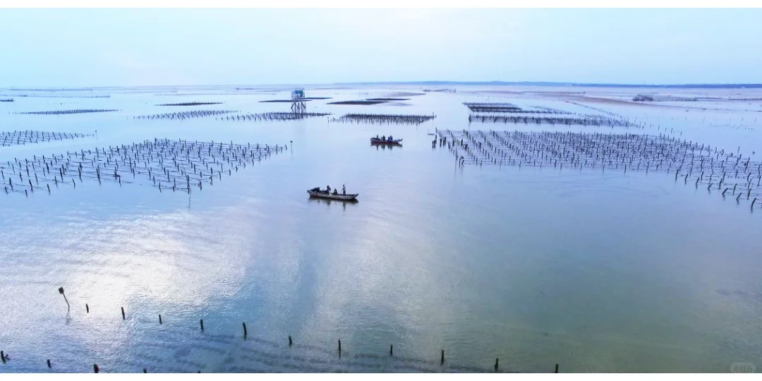 南珠界也有“娱乐圈”，顶流竟然是它