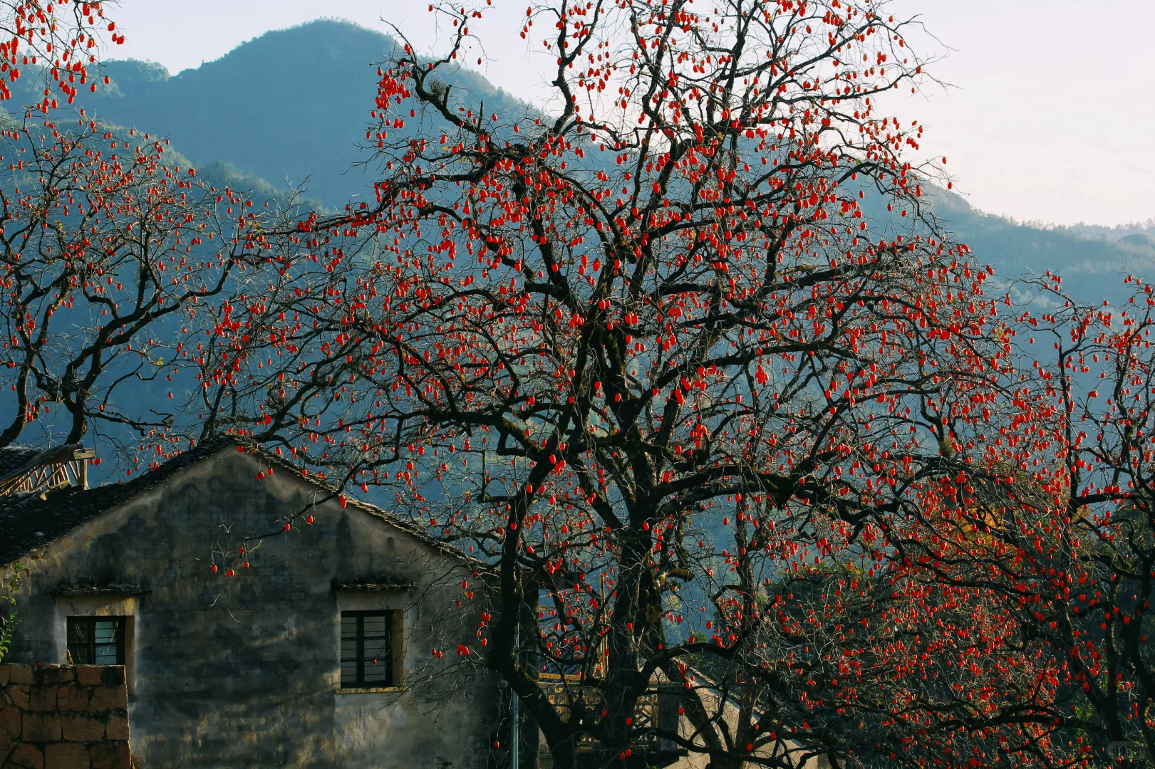 花柿灯如昼｜开始期待西炉村的柿子了。