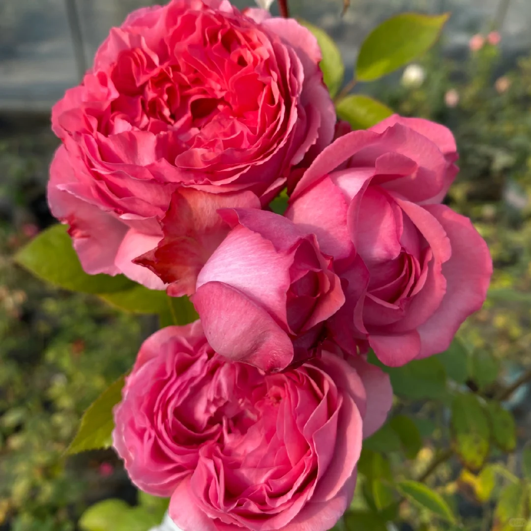 随手拍#伊芙妖艳