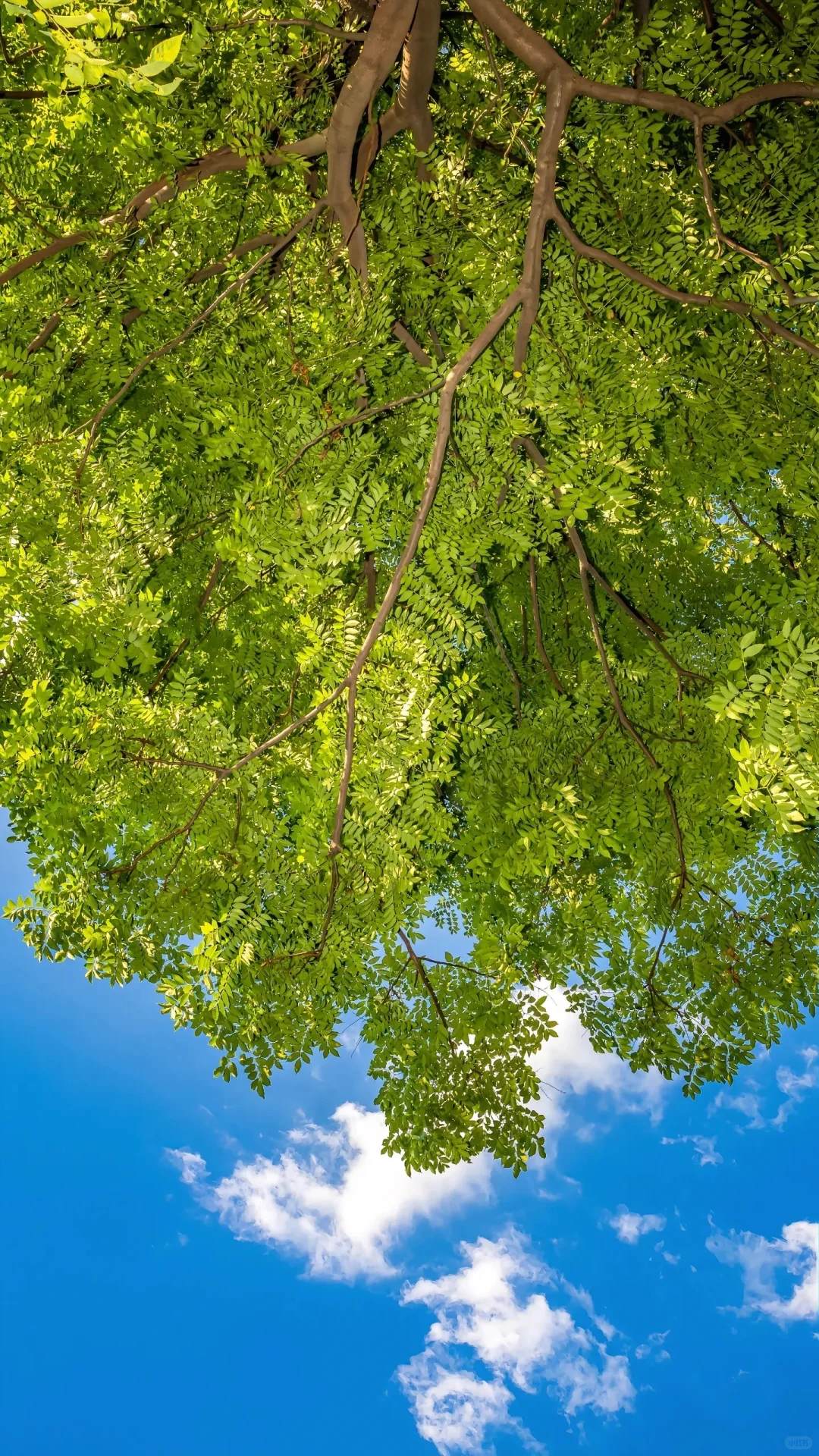 IPhone｜节季壁纸