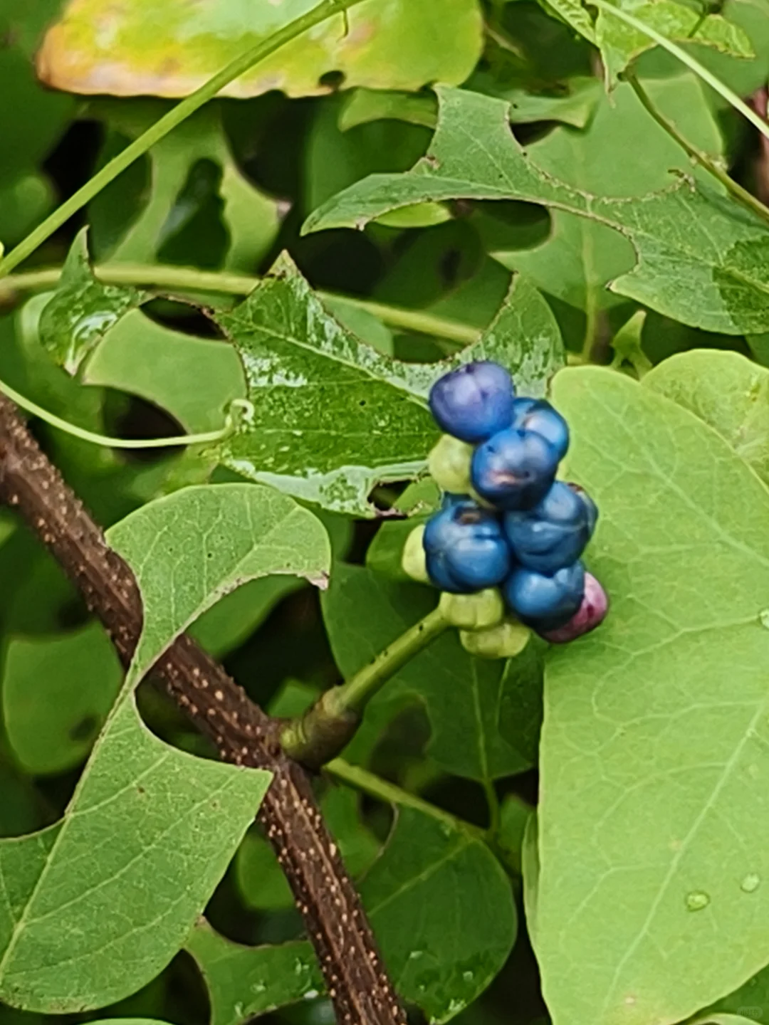 杠板归~确实怪妖艳的