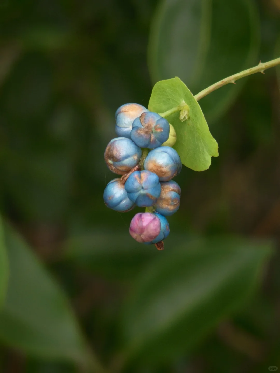杠板归~确实怪妖艳的