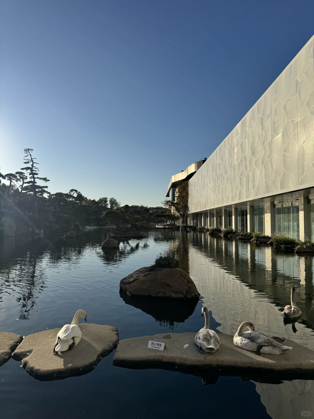 🦢在天然氧吧的下午茶