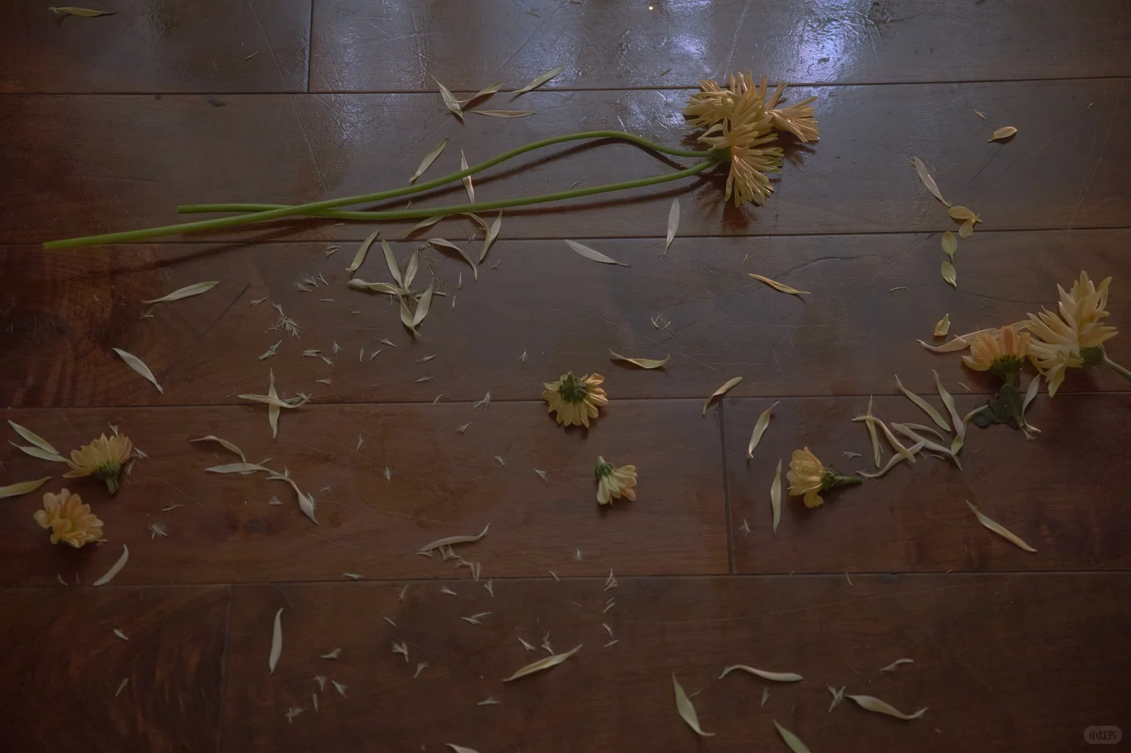 《她在风里，轻轻数着一朵花的呼吸》🌼