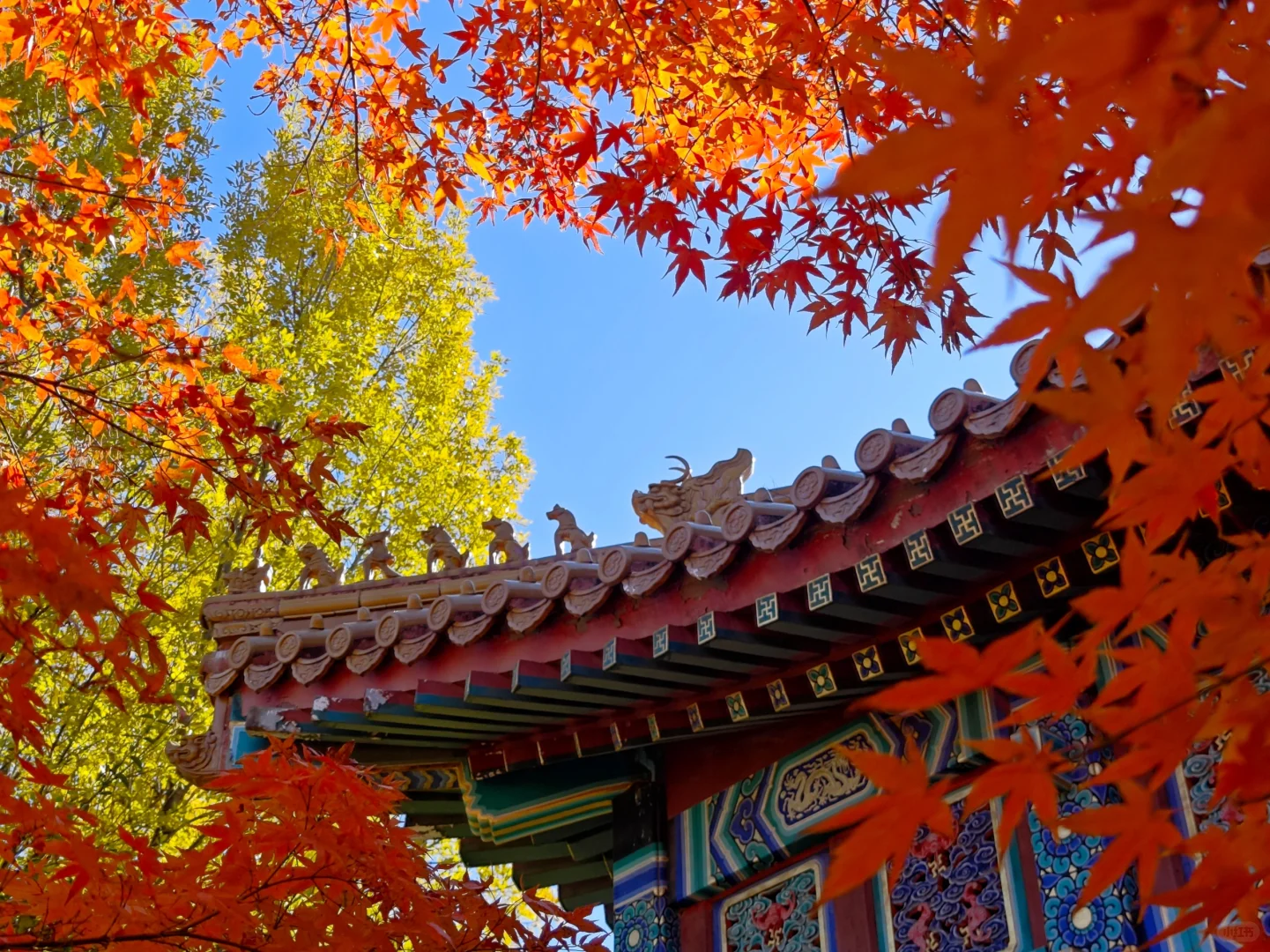 北平之秋，这颜色妖艳的完全不用加滤镜