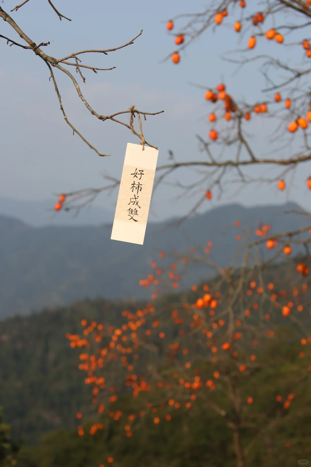 花柿灯如昼｜开始期待西炉村的柿子了。