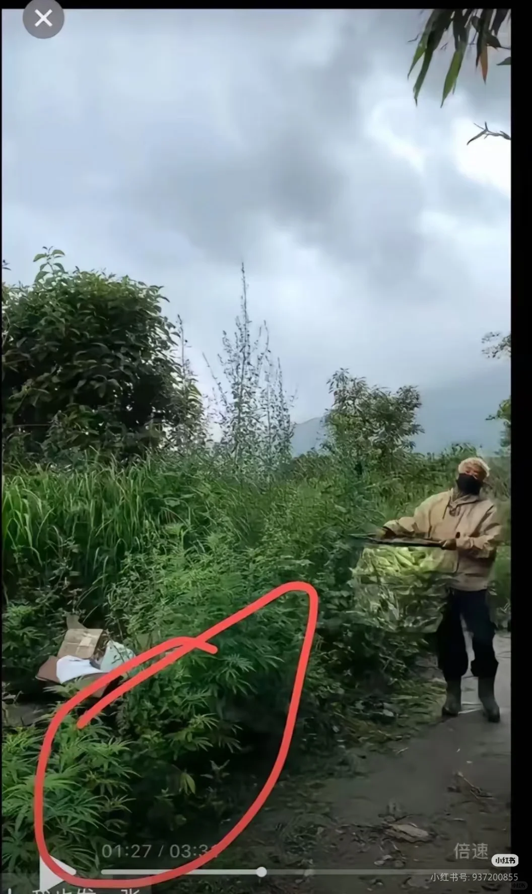 这是什么植物啊？有人认识吗