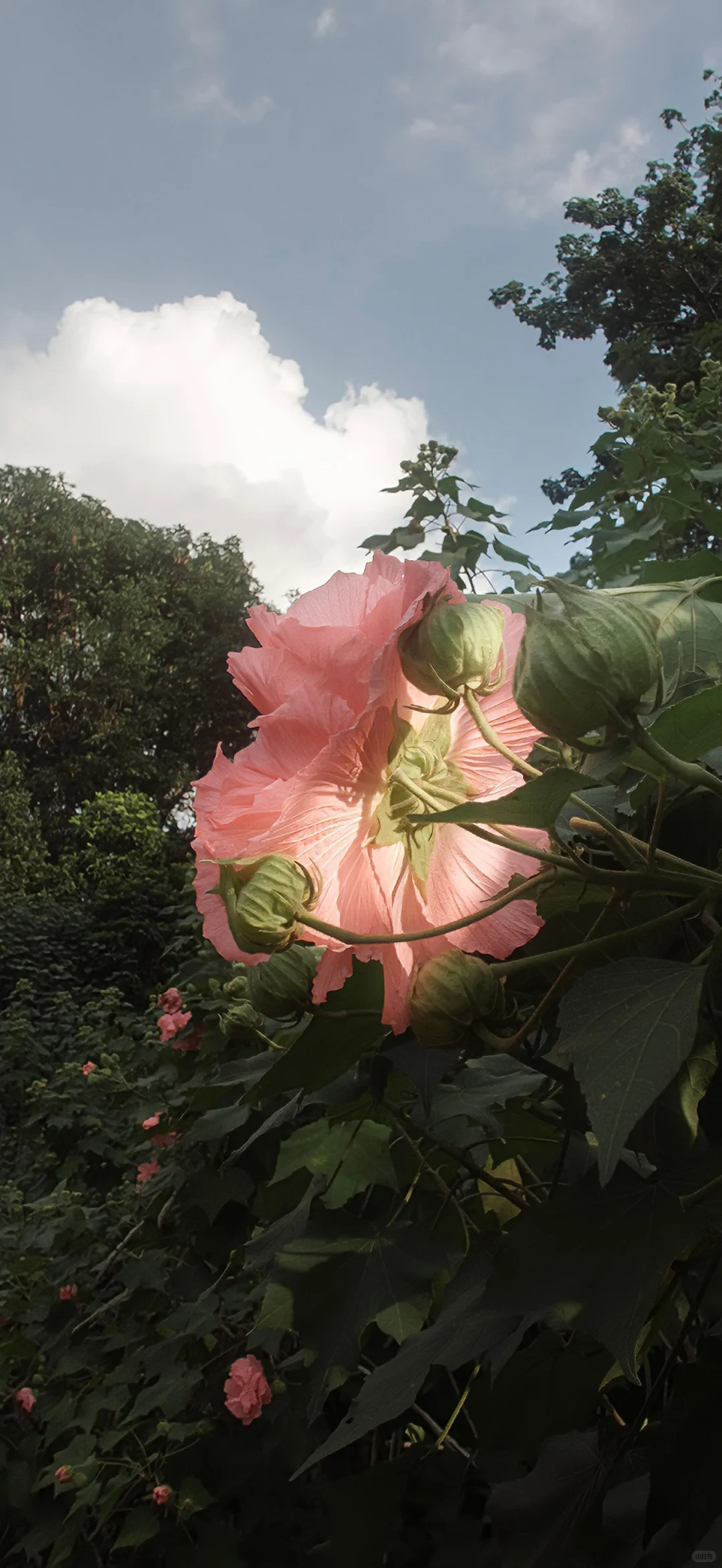 初冬氛围感壁纸