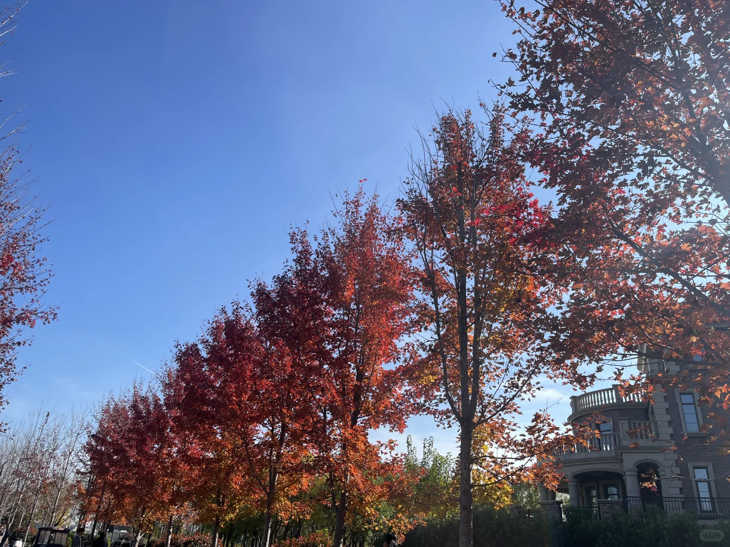 今日份的美人与美景😙