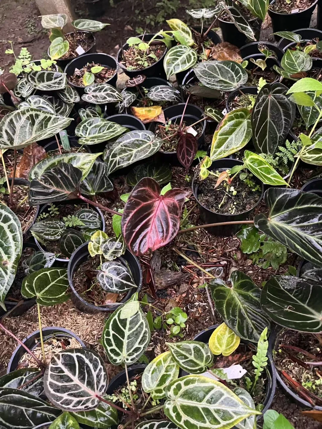 看👀这祸国的妖艳色！