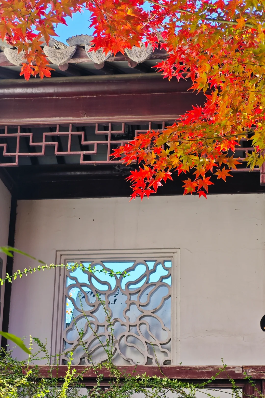 北平之秋，这颜色妖艳的完全不用加滤镜