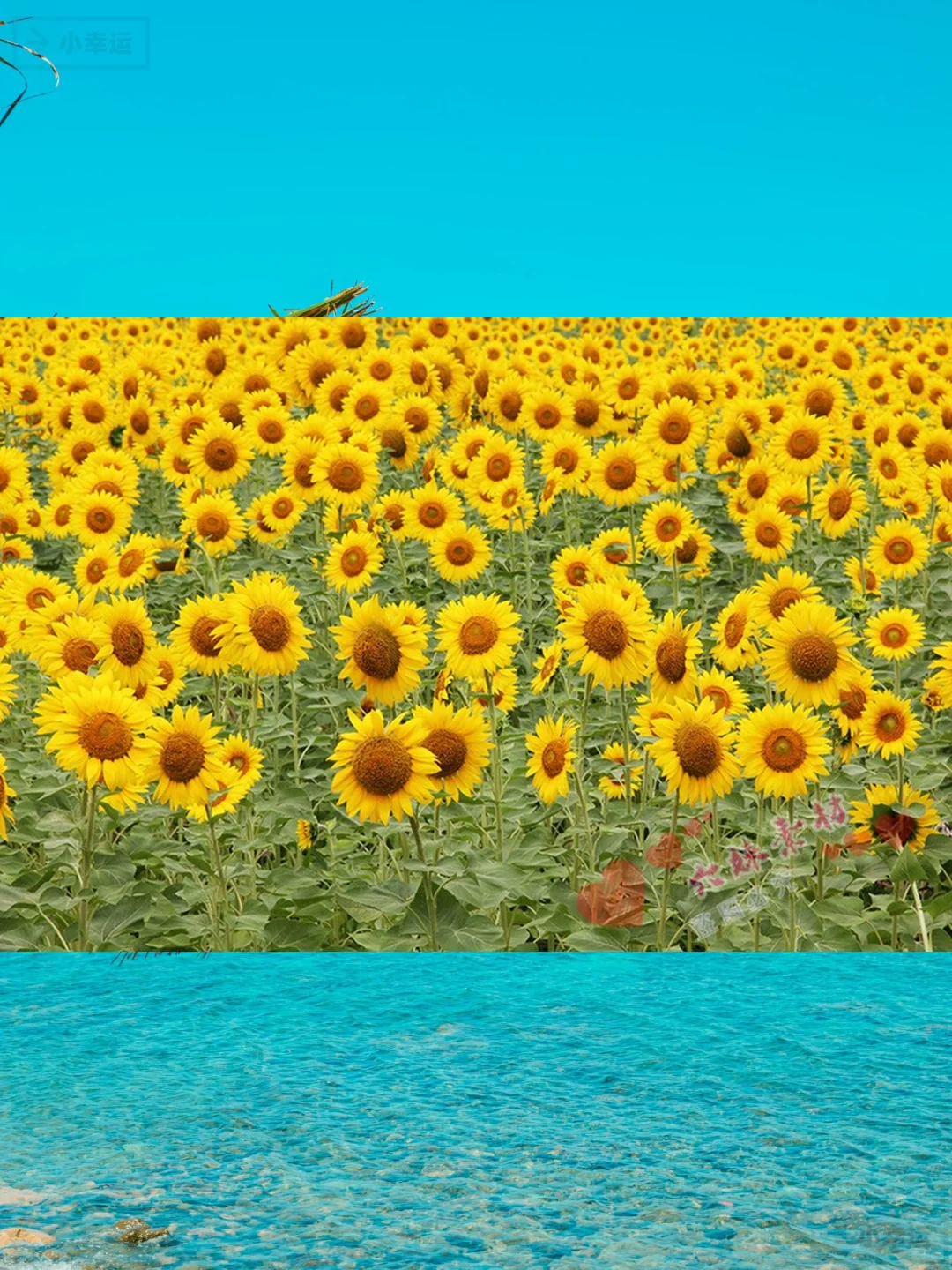 4K高清向日葵图片素材下载绝美花海壁纸