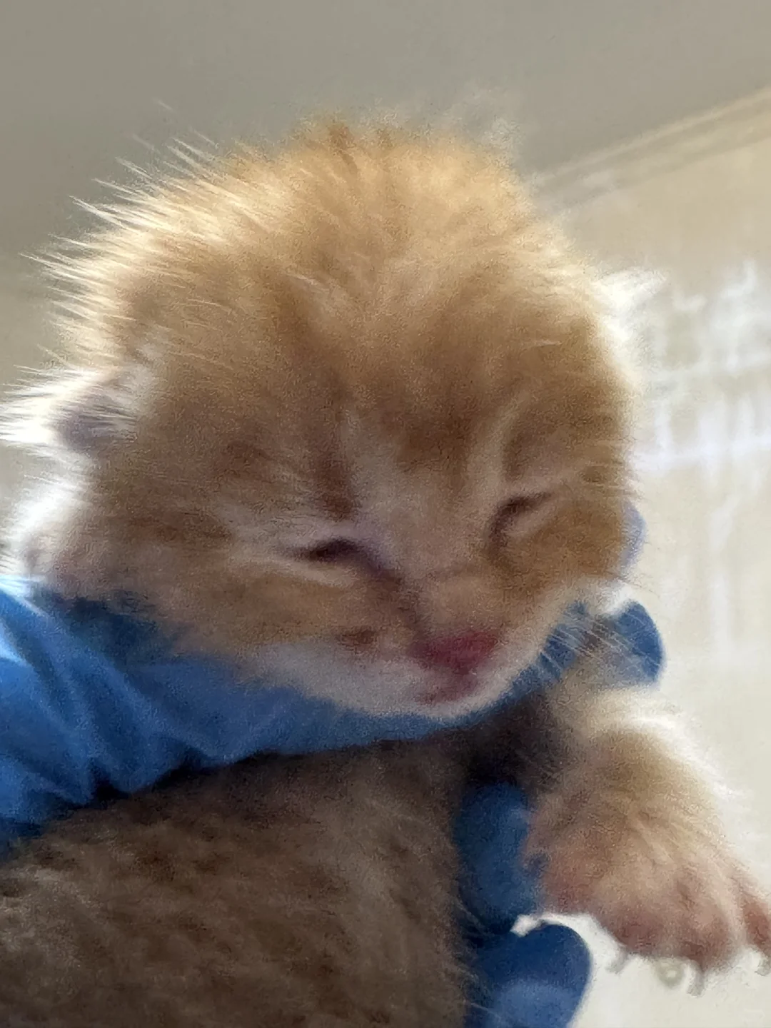 高糊小茂密私房照！