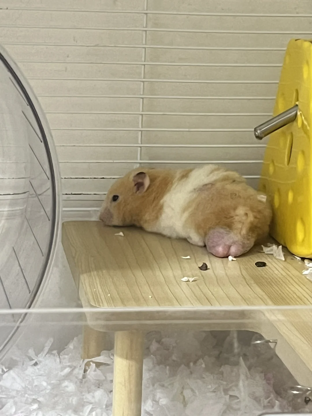 绝顶正太私房照惨遭流出？！！