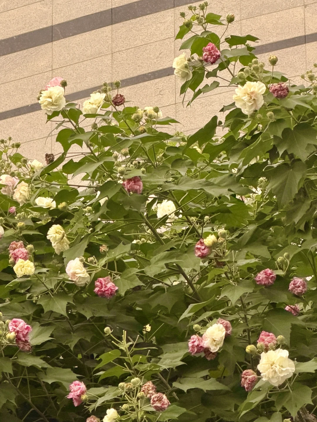 我眼中的成都～芙蓉花与繁华都市及火锅香