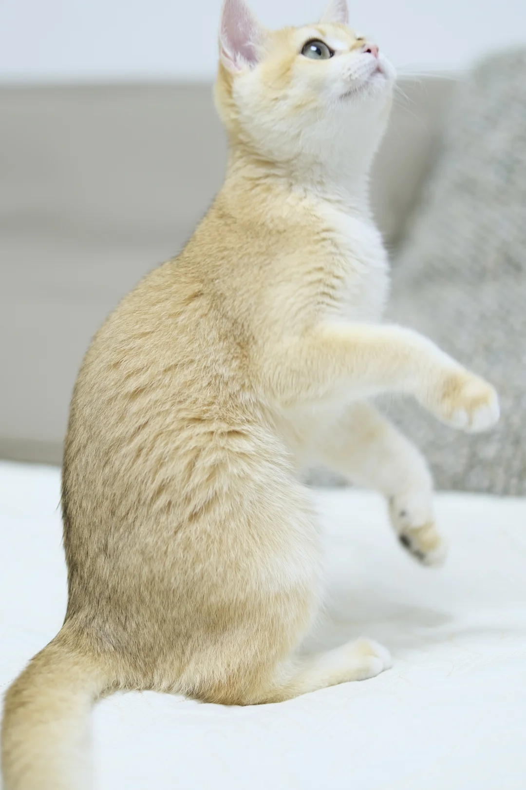 五个月大的十七 猫生第一次私房照