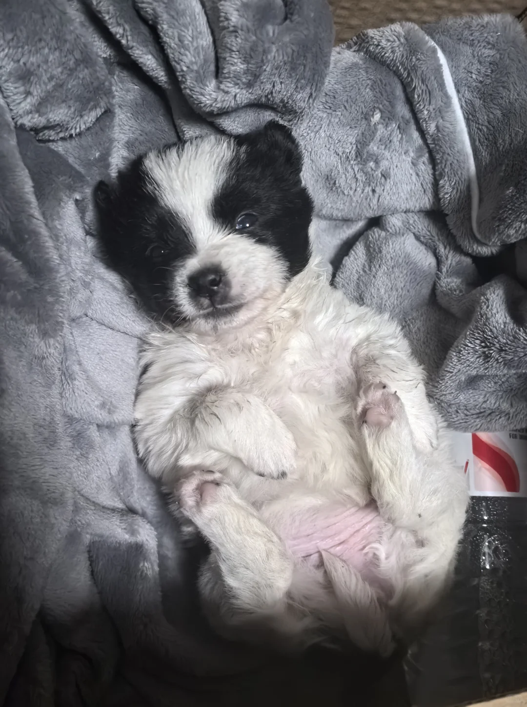 原来是个女孩子！真是可爱的天使！