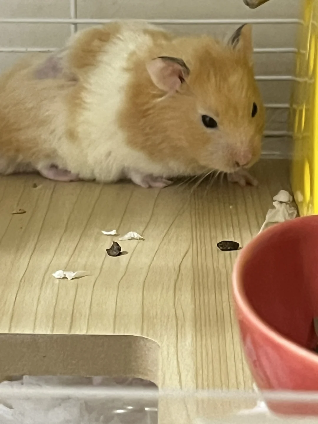 绝顶正太私房照惨遭流出？！！