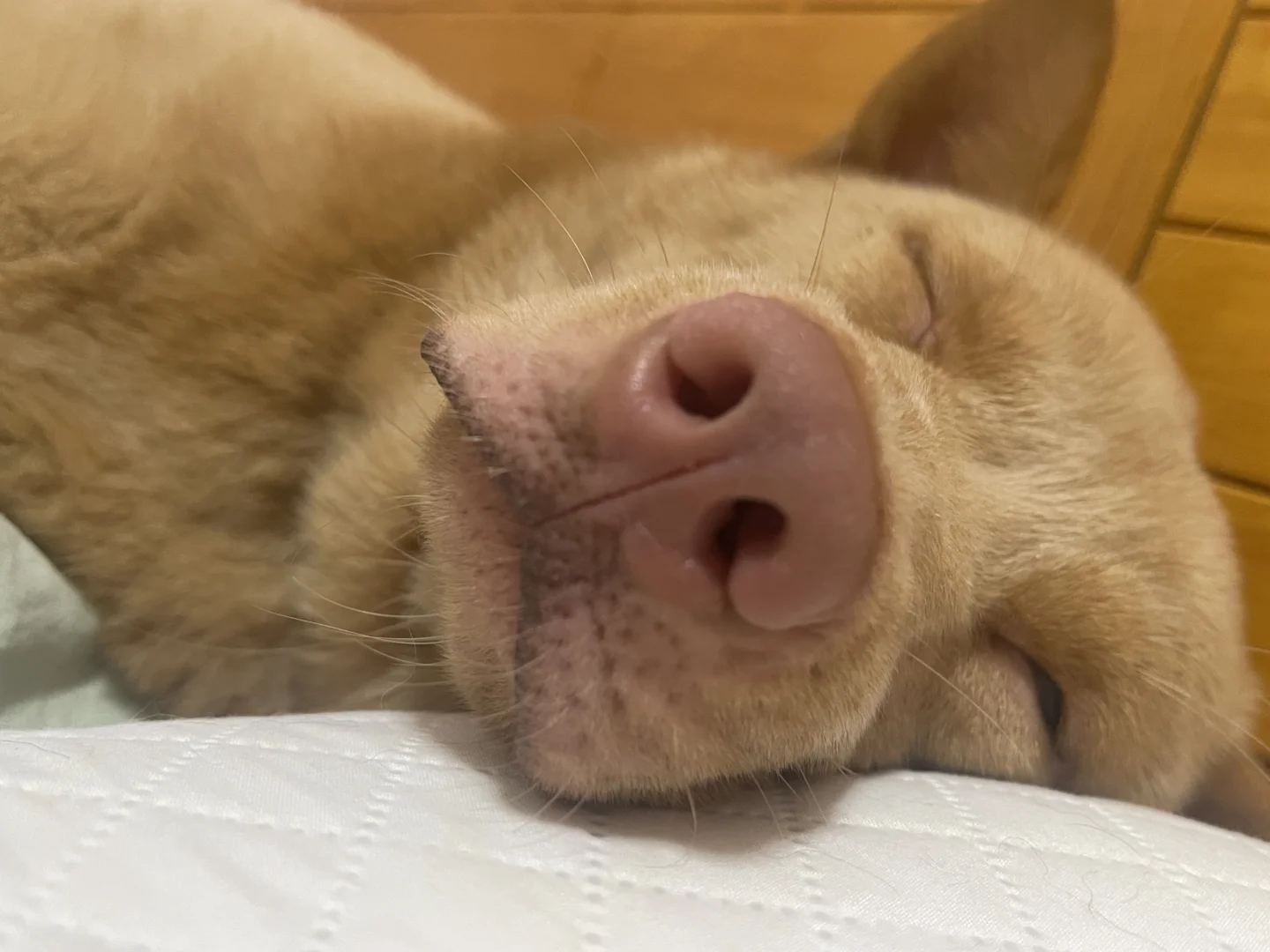 饼干私房照似意外传出