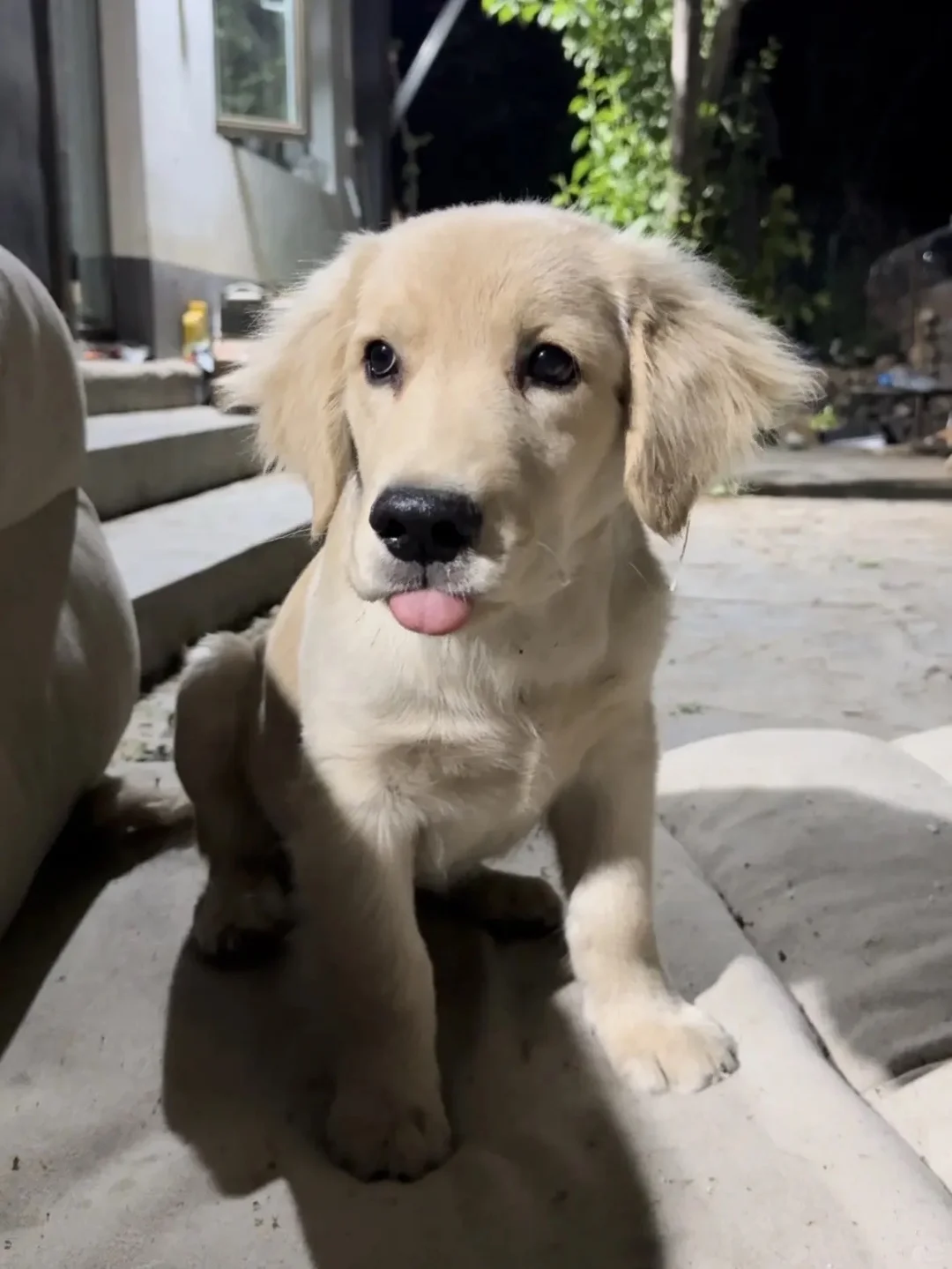 买明亮与狗狗粮看小狗私房照