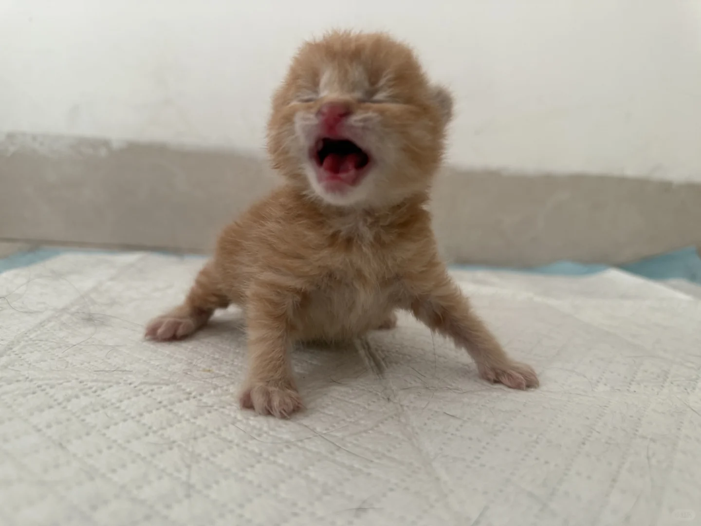 高糊小茂密私房照！