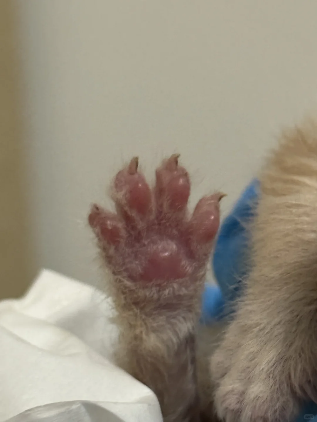 高糊小茂密私房照！