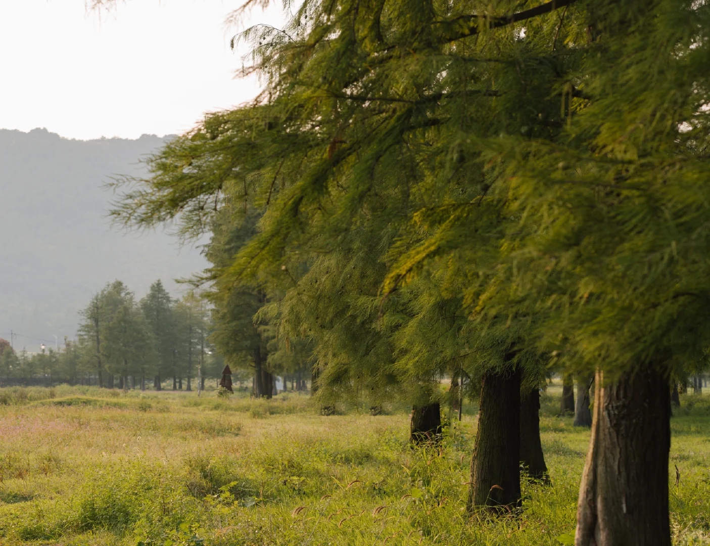 ipad壁纸｜大树会拥抱每个抬头的人