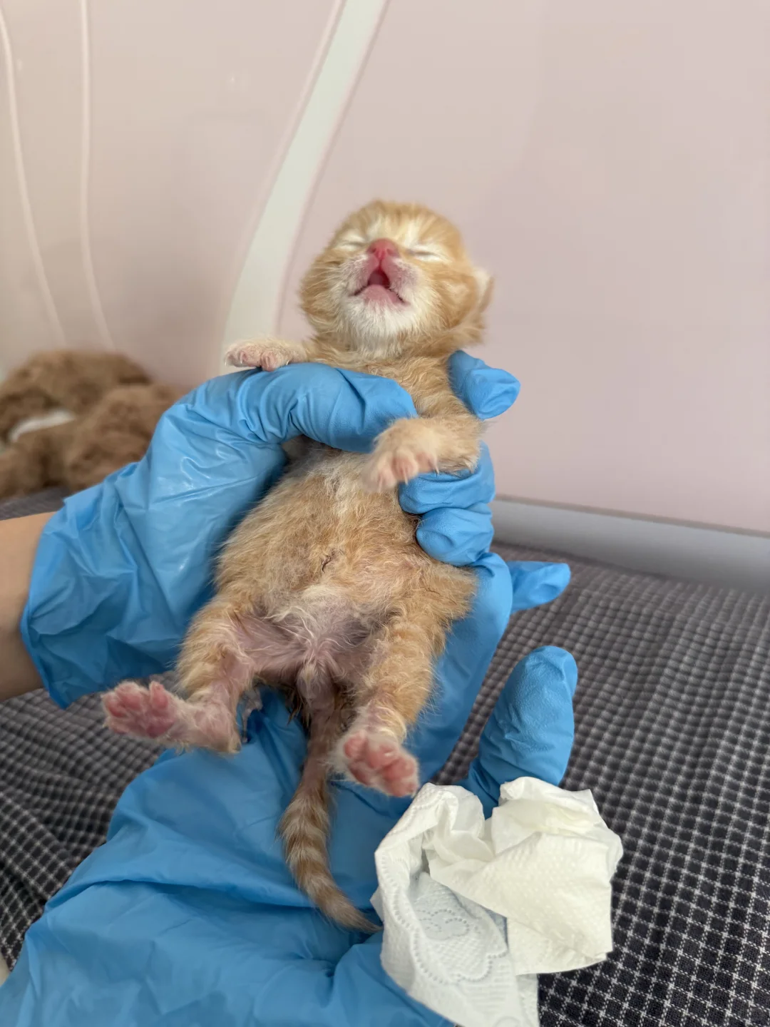 高糊小茂密私房照！