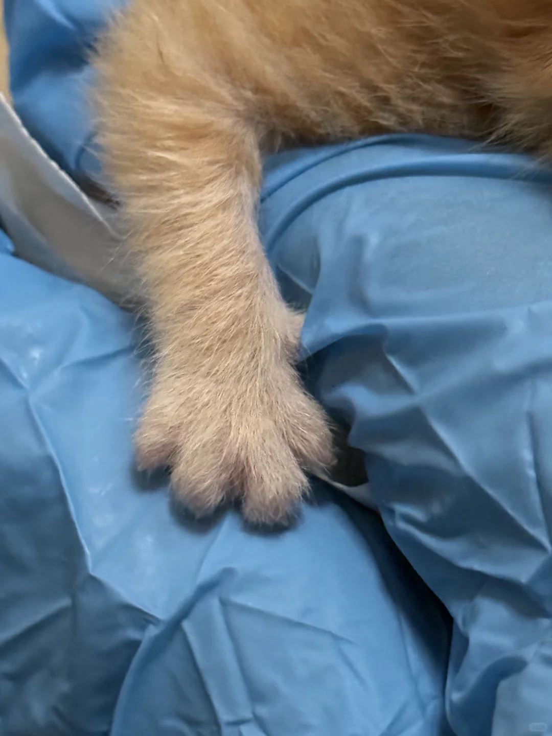 高糊小茂密私房照！