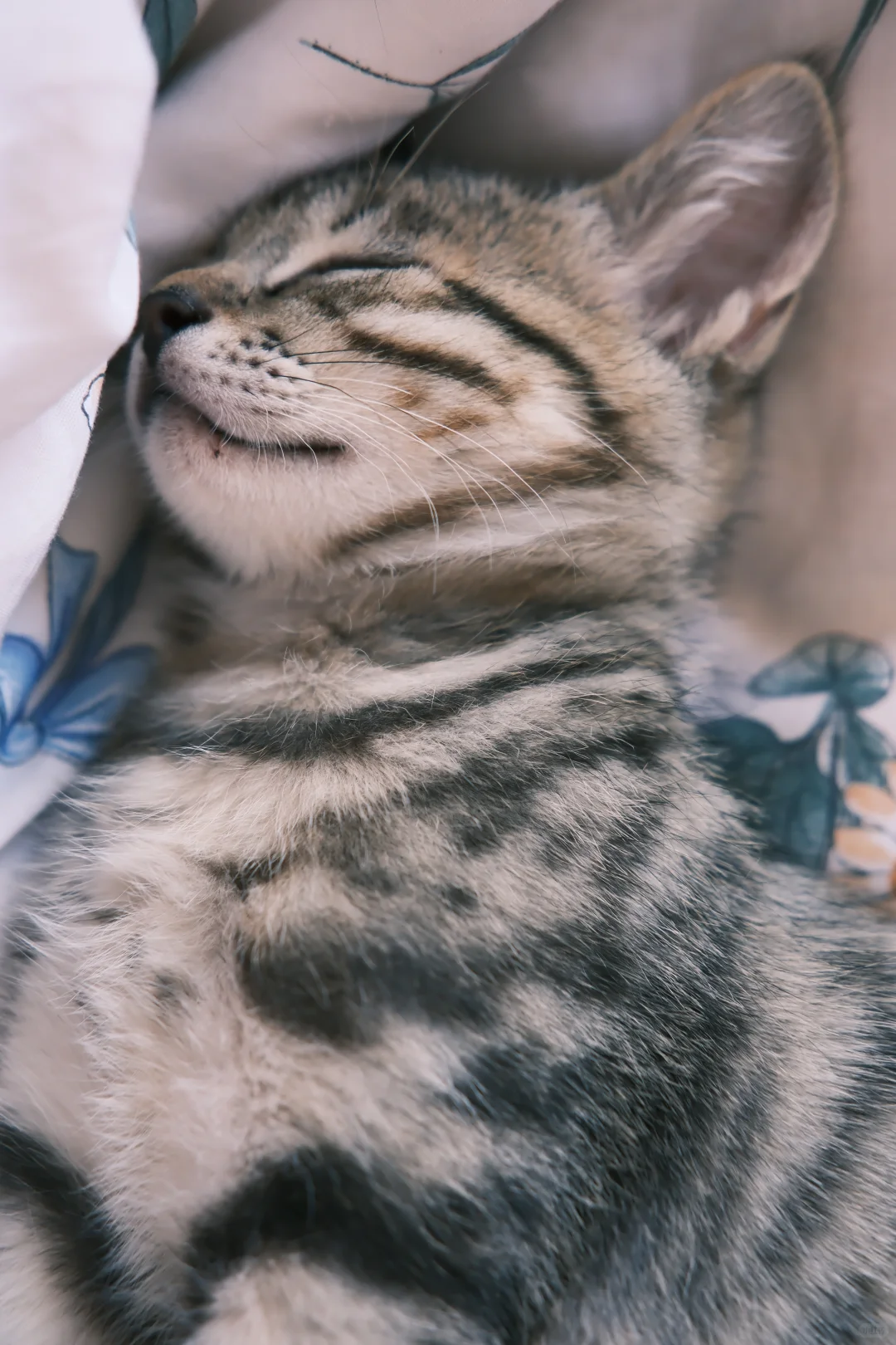 小猫私房照流出