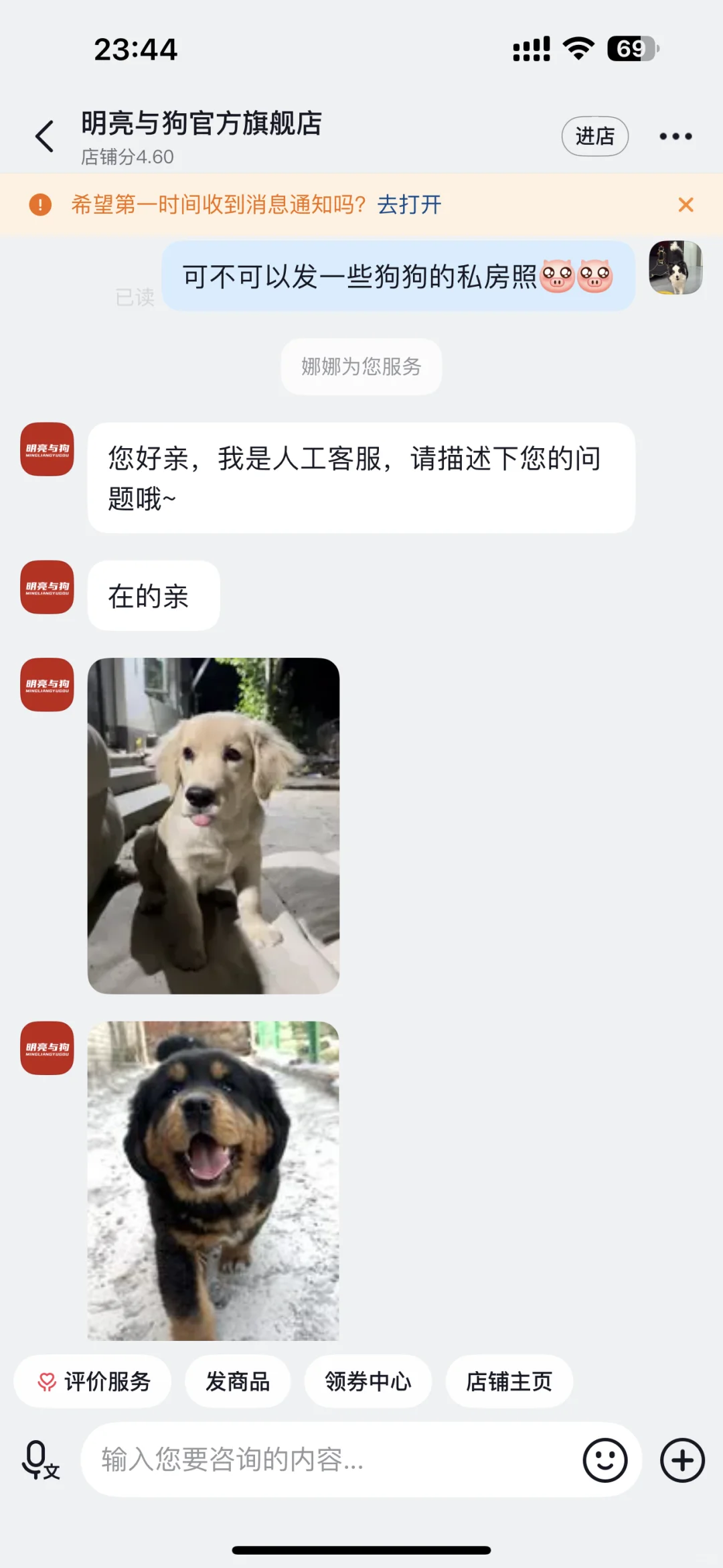 买明亮与狗狗粮看小狗私房照