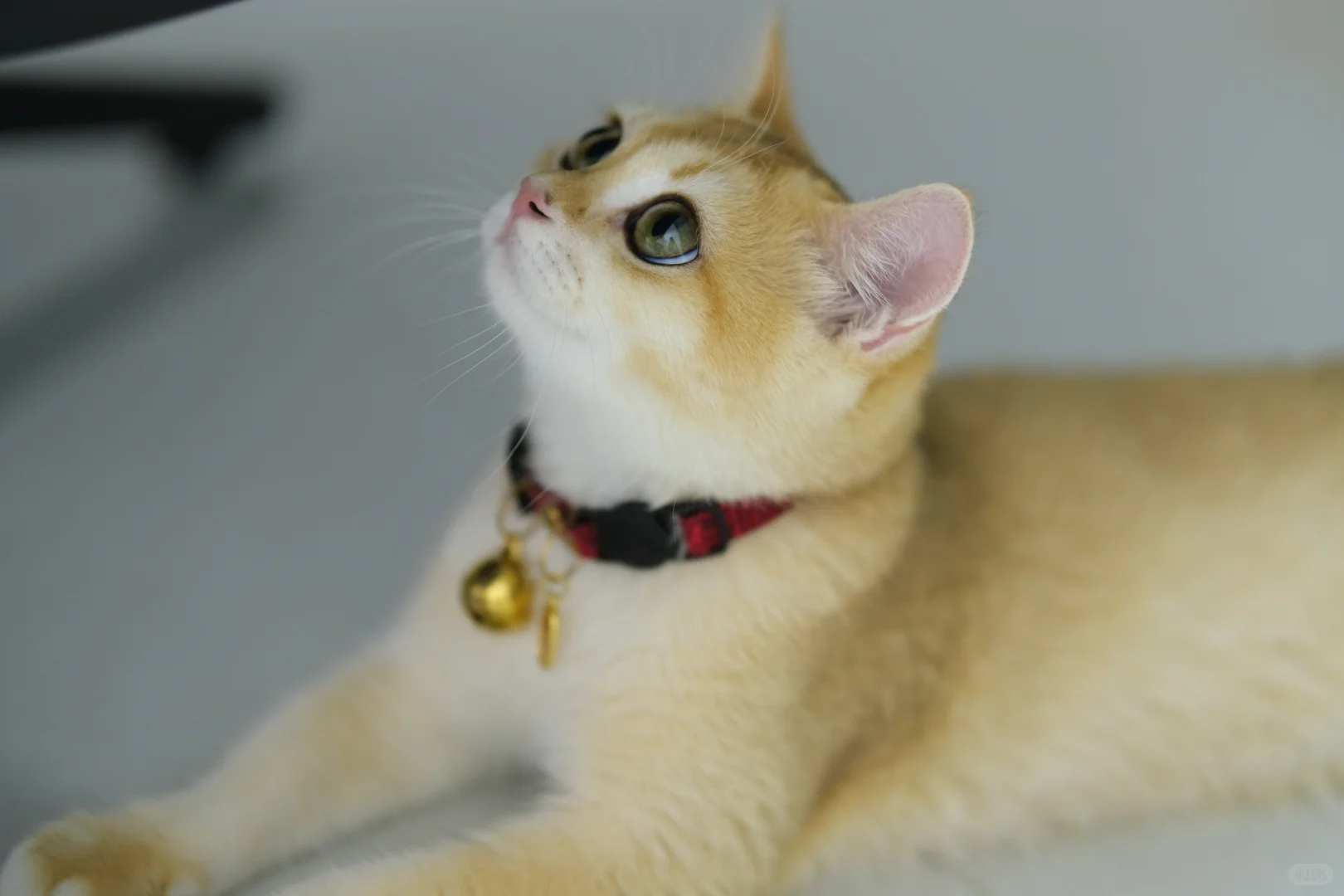 五个月大的十七 猫生第一次私房照