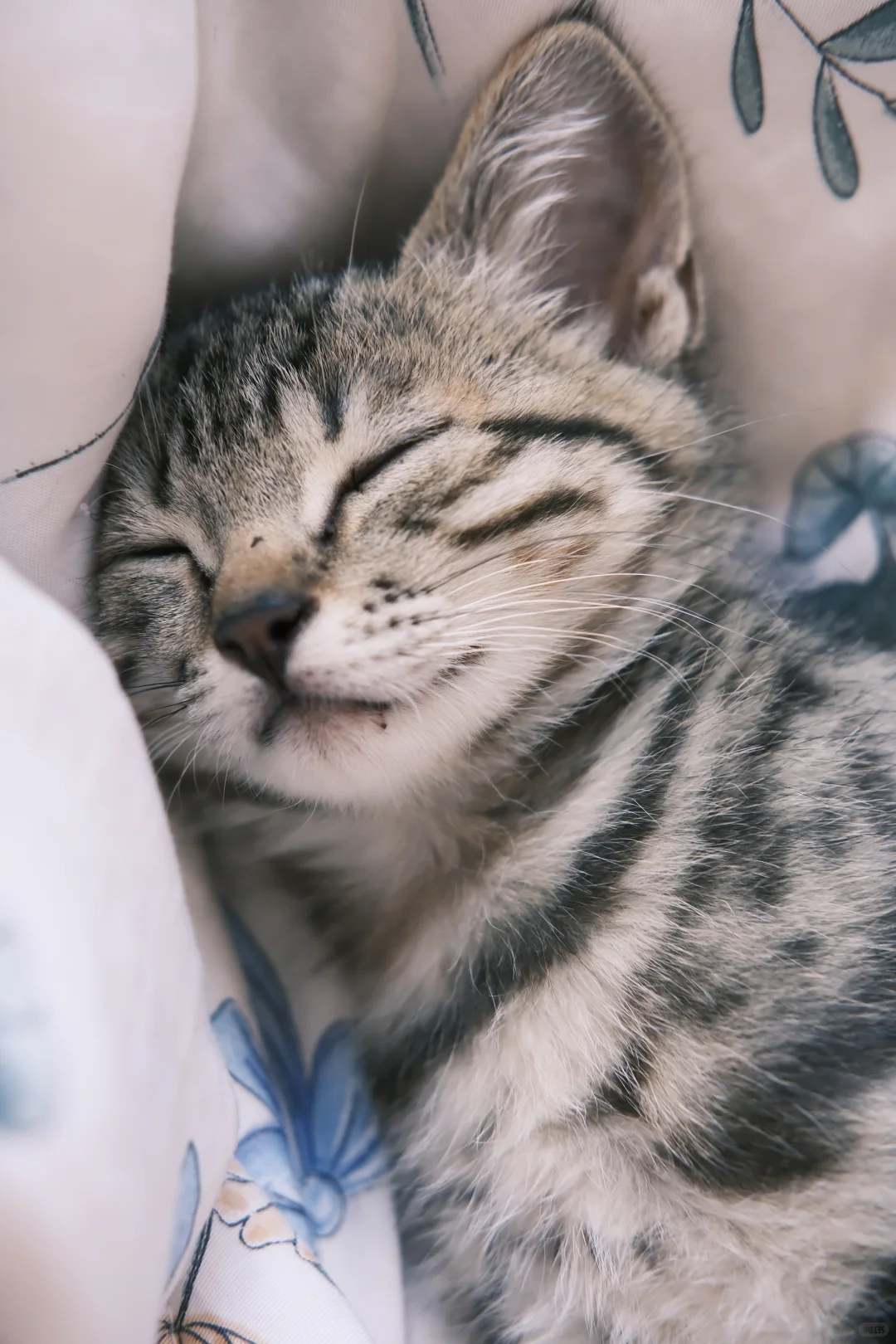 小猫私房照流出