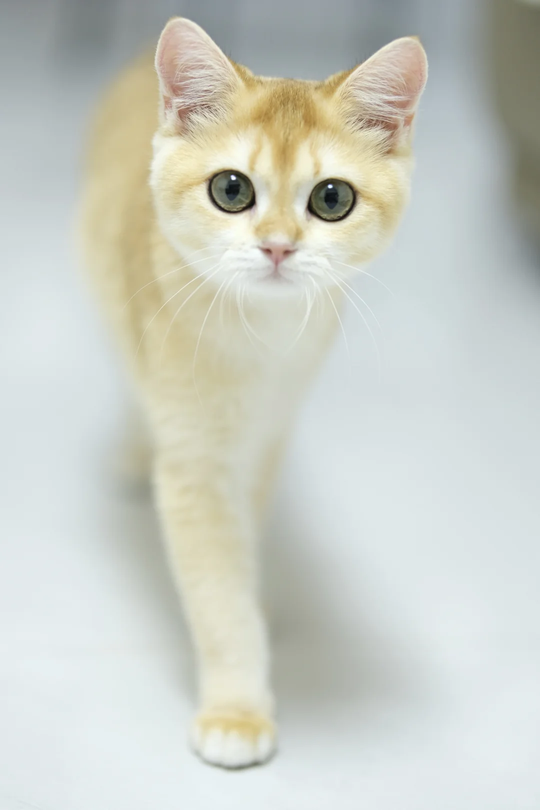 五个月大的十七 猫生第一次私房照