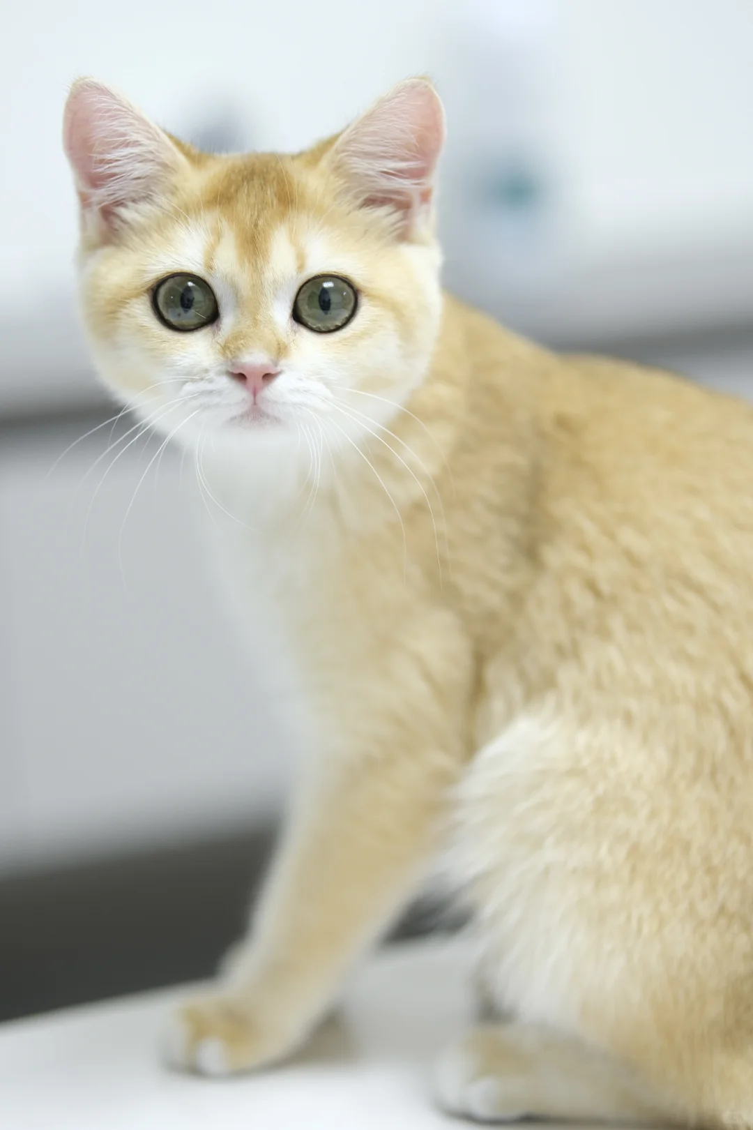 五个月大的十七 猫生第一次私房照