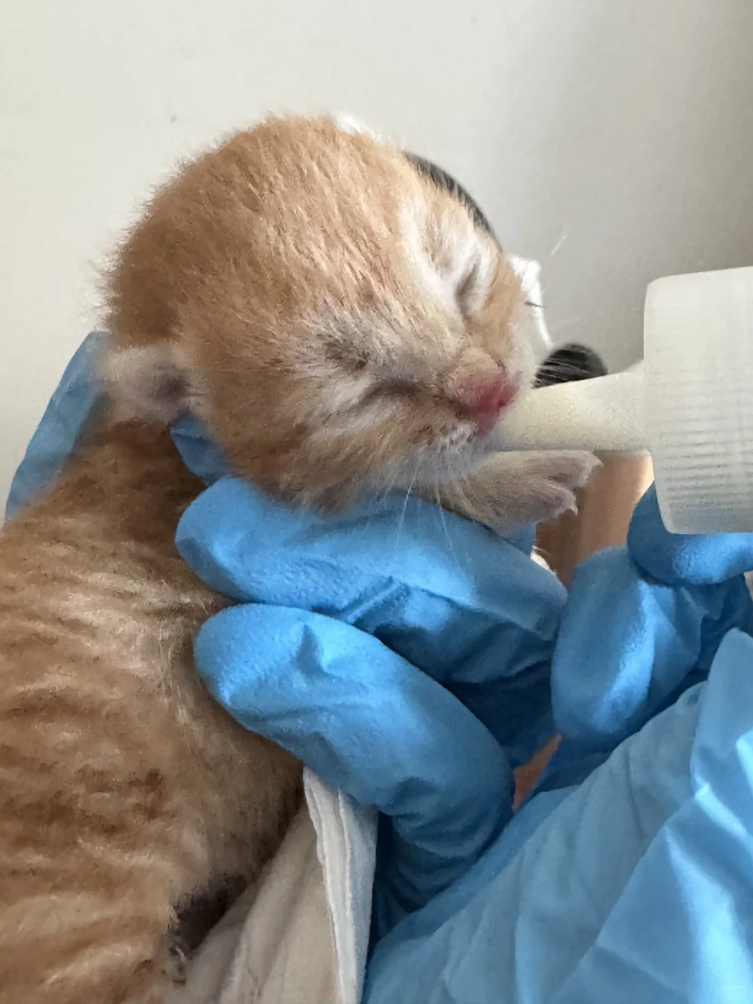 高糊小茂密私房照！