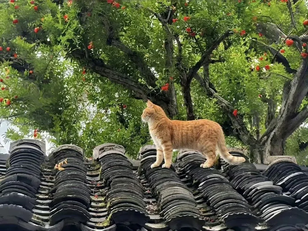 电脑ipad壁纸该换新啦~