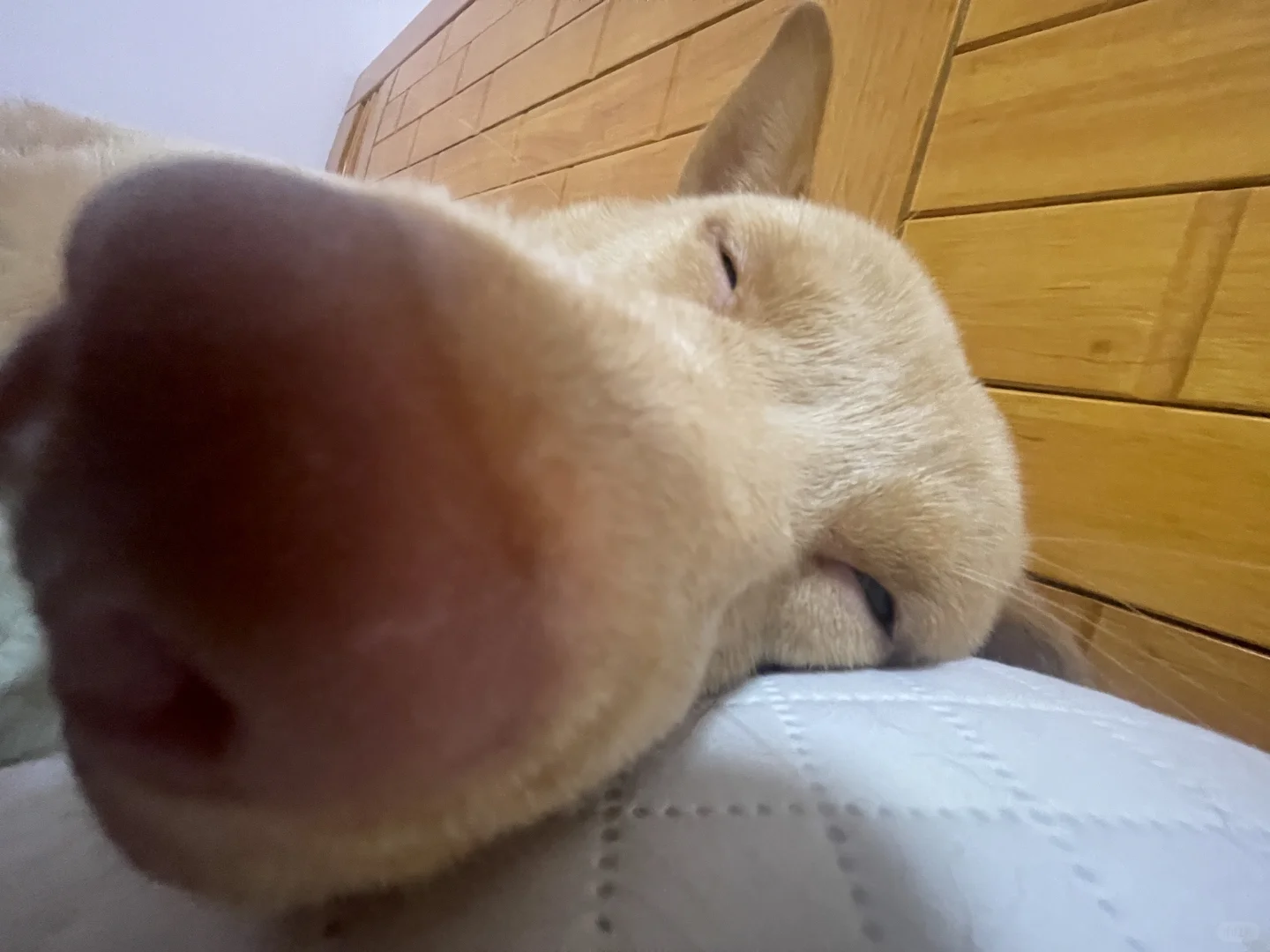 饼干私房照似意外传出