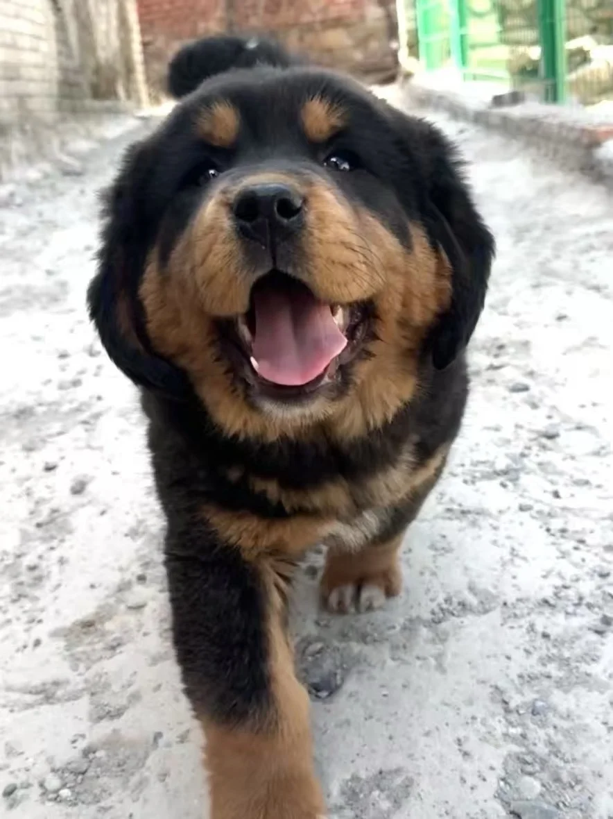 买明亮与狗狗粮看小狗私房照