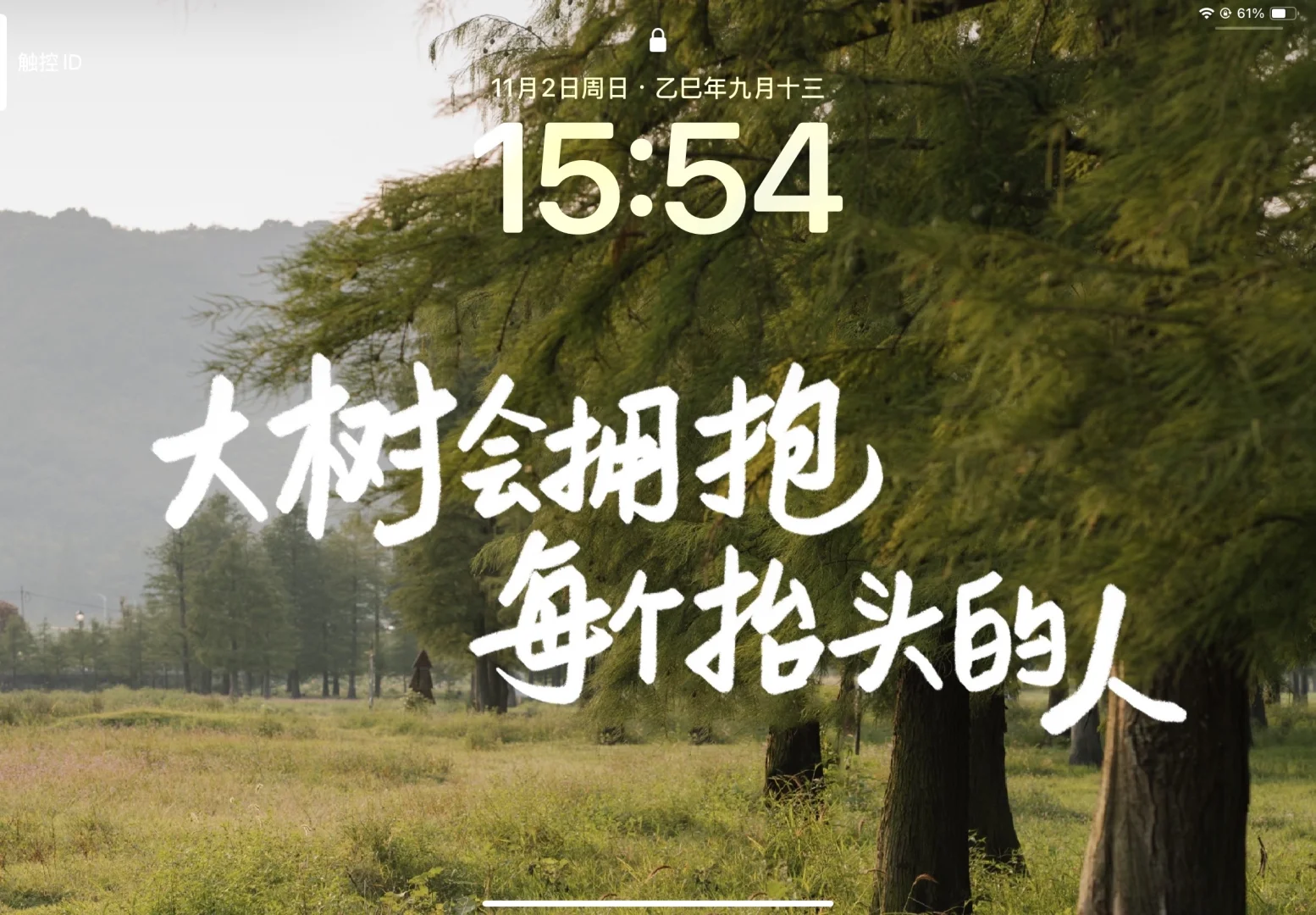 ipad壁纸｜大树会拥抱每个抬头的人